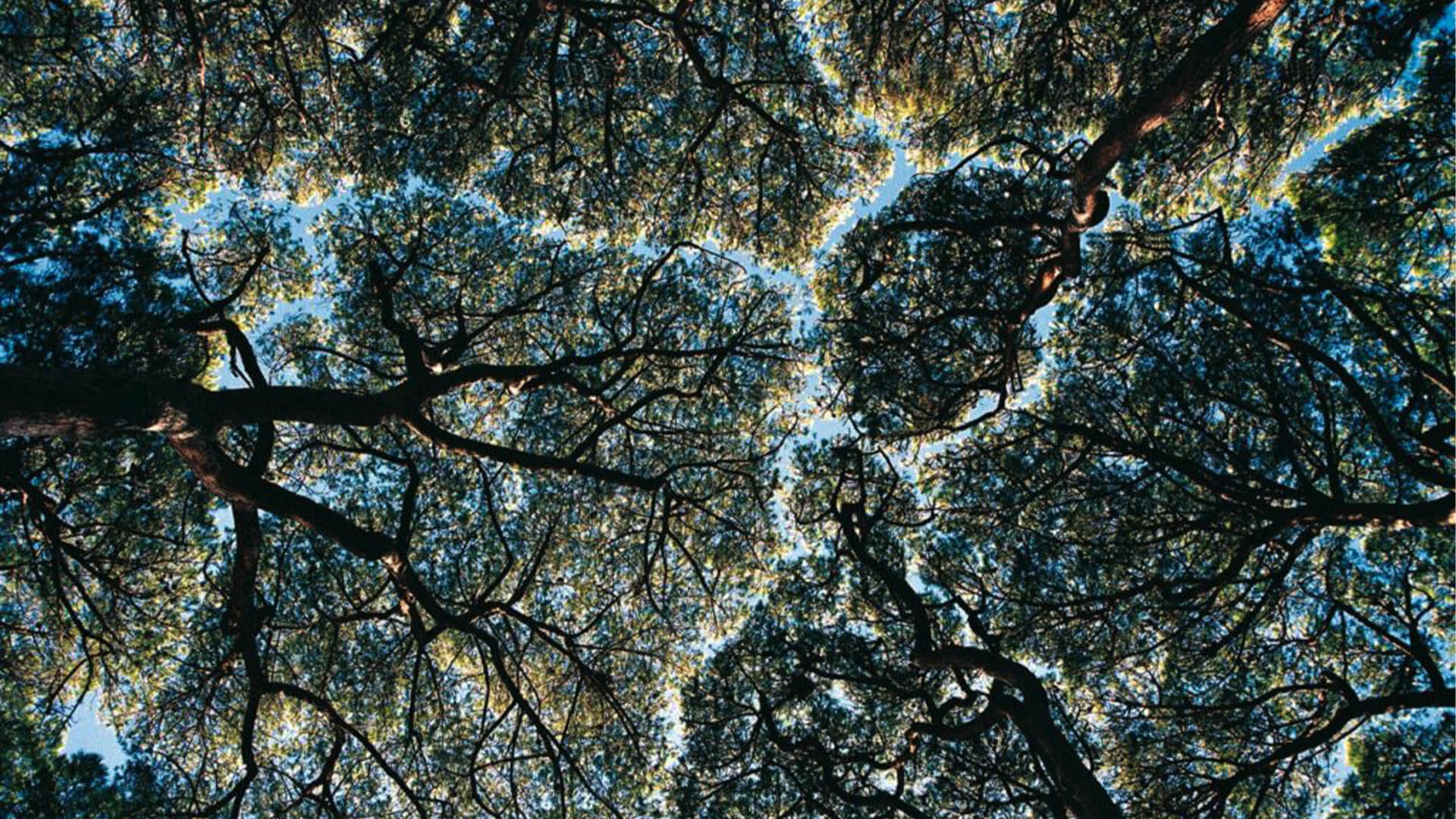 Arbres