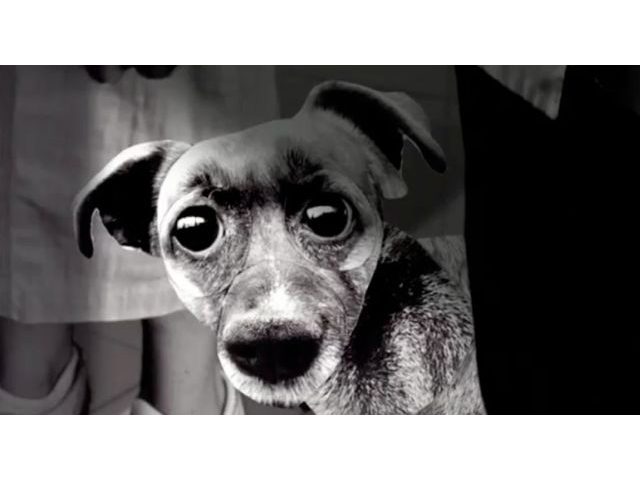 peaudechien.jpg