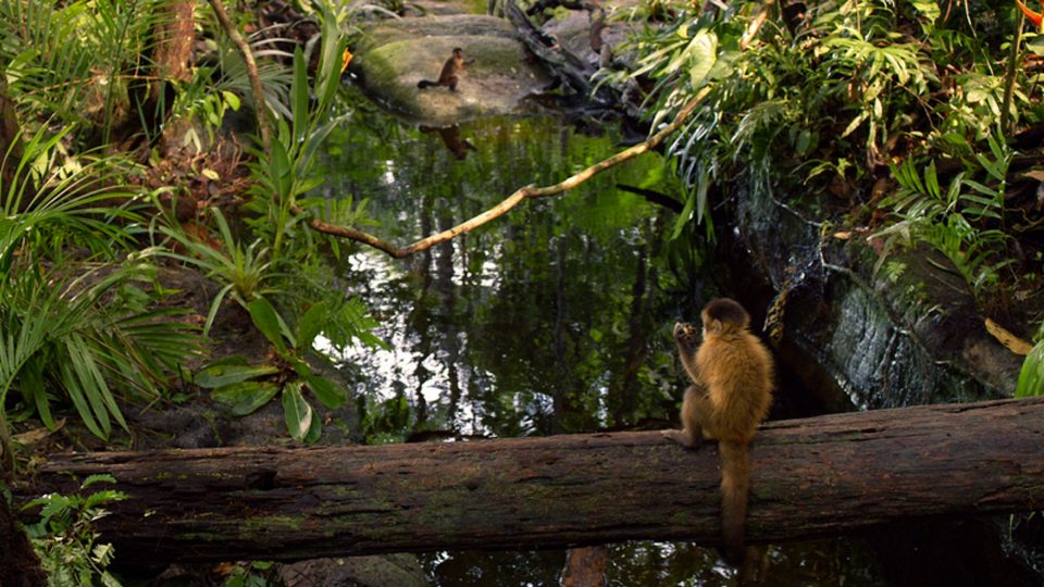 Amazonia.jpg