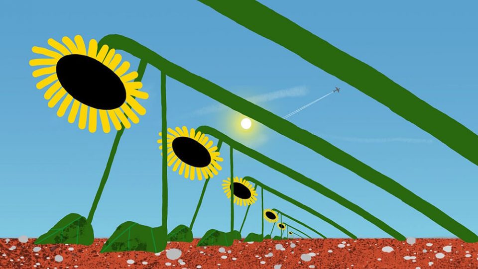 Tournesol 1.jpg