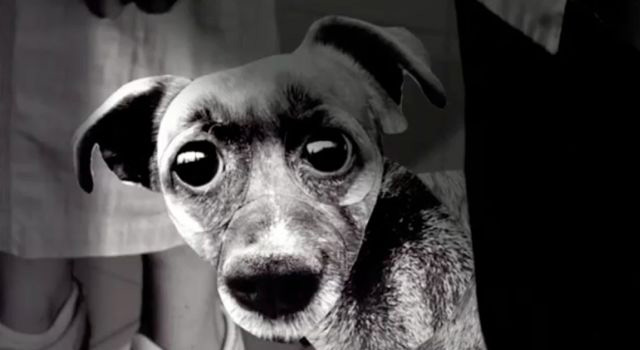 peaudechien.jpg