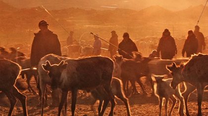 Rencontre : Les Samis éleveurs de rennes, derniers nomades d'Europe