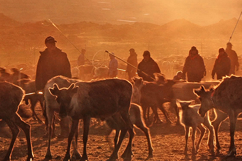 Rencontre : Les Samis éleveurs de rennes, derniers nomades d'Europe